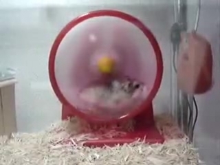 hamster