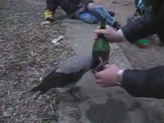 an alcoholic crow