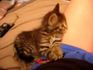 sleepy kitten :o)))