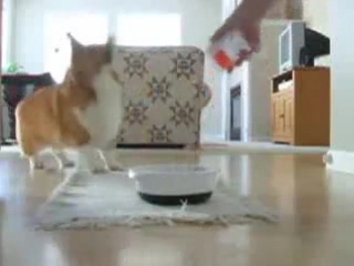 corgi eats