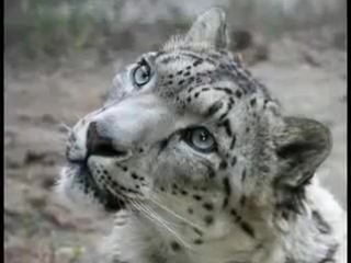 snow leopard...