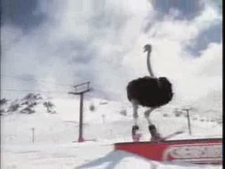 ostrich on skis