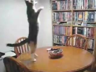 cat dance