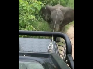 elephant who wanted to make friends.
