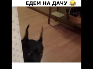 video by dachny answer