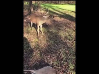 video by wild instinct