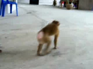 monkey doing push ups