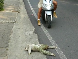 sloth crosses the road