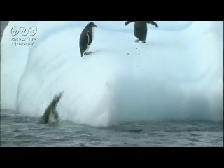 penguins have fun on the iceberg