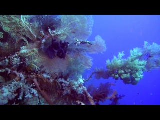 secrets of the planet earth. coral reef: under the sea of ​​egypt / adventure coral reef: under the sea of ​​egypt / 2012