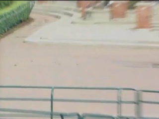 duck with ducklings blown away by the wind