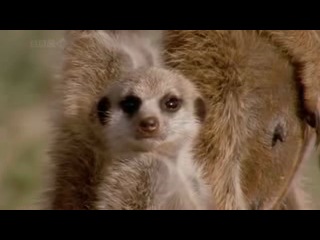 funny meerkats