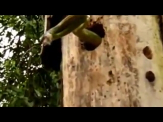 a wild woodpecker cuts out a snake and spits