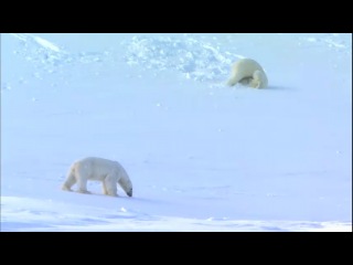 polar bear