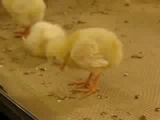 the chick fell asleep