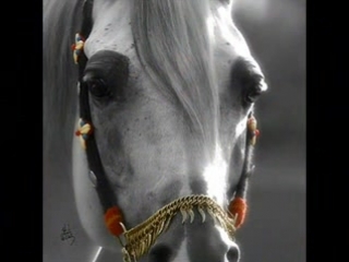 the beauty of the arabian horse