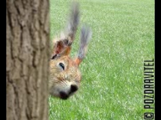 congratulations from squirrel